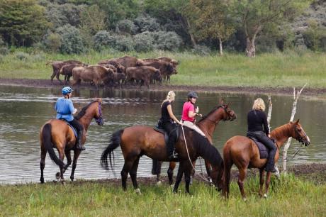Ruiters met wisenten in de achtergrond. Foto: Ruud Maaskant