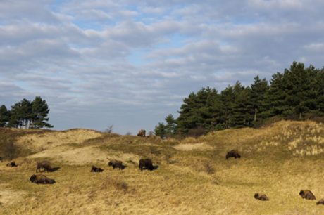 Wisenten in duin - fotograaf Ruud Maaskant