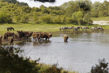 Wisenten en konikpaarden bij het water. Foto: Ruud Maaskant