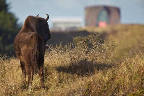 Wisent kijkt naar Zandvoort. Foto: Ruud Maaskant