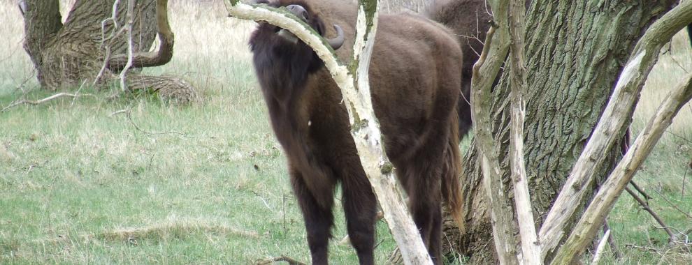 Wisent schuurt tegen boom. Foto: Doreen Rugers