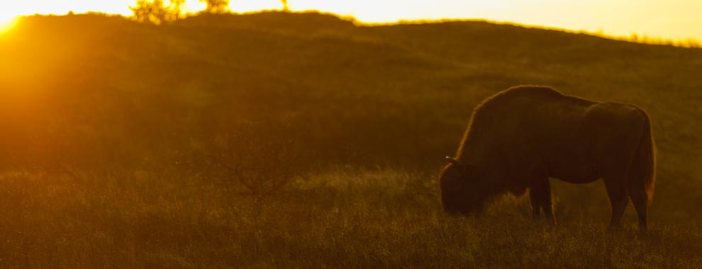 Wisent in tegenlicht. Foto: Ruud Maaskant