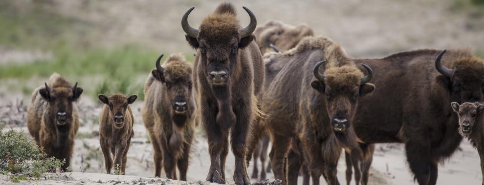 Wisenten met kalveren op een rij. Foto: Ruud Maaskant