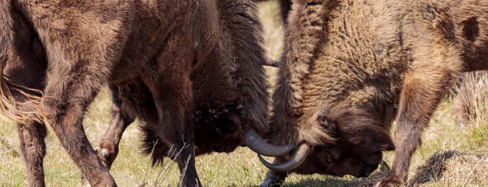 Wisenten maken met elkaar kennis met de koppen tegen elkaar