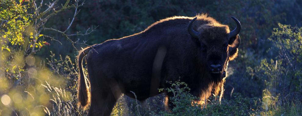 Wisent met gouden randje. Foto: Ruud Maaskant