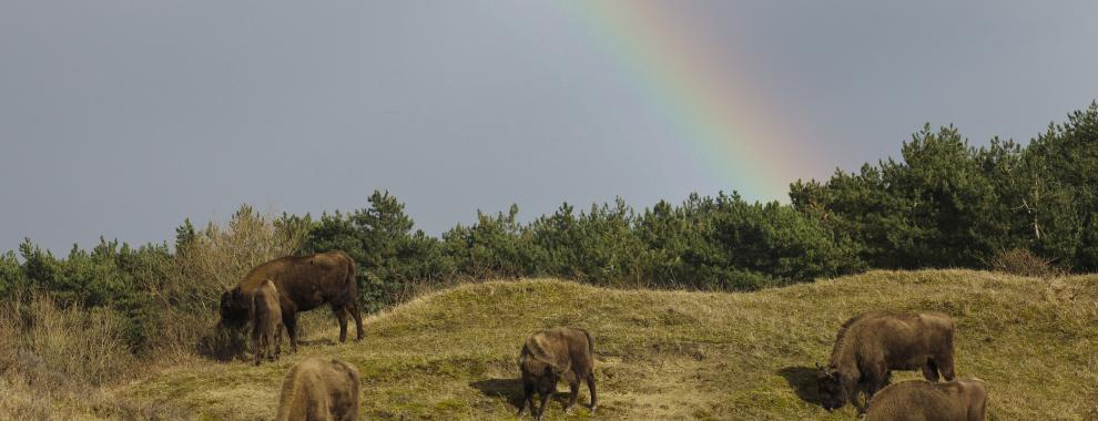 Wisent kudde Kraansvlak