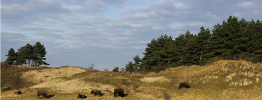 Wisenten in duin - fotograaf Ruud Maaskant