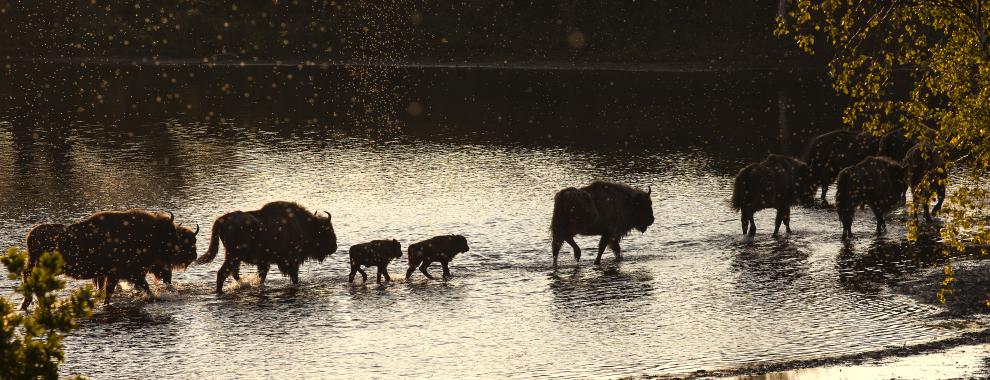 Wisenten lopen door water. Foto: Ruud Maaskant