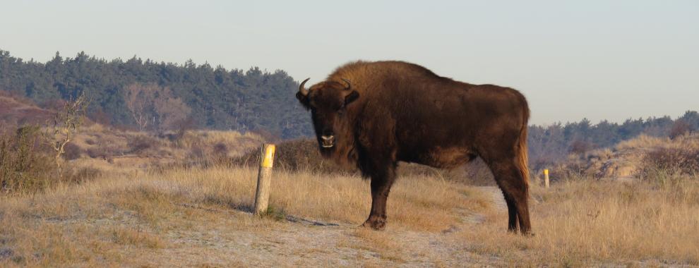 Wisent op Wisentenpad