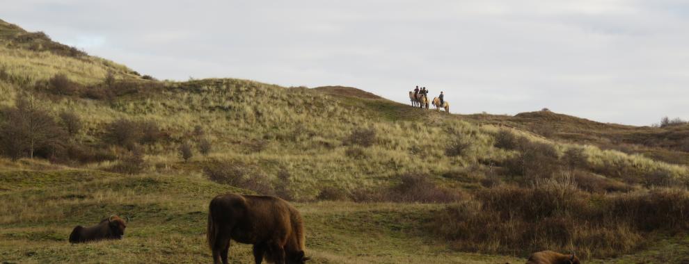 Ruiterexcursie in het Kraansvlak. Foto: Louise Prevot