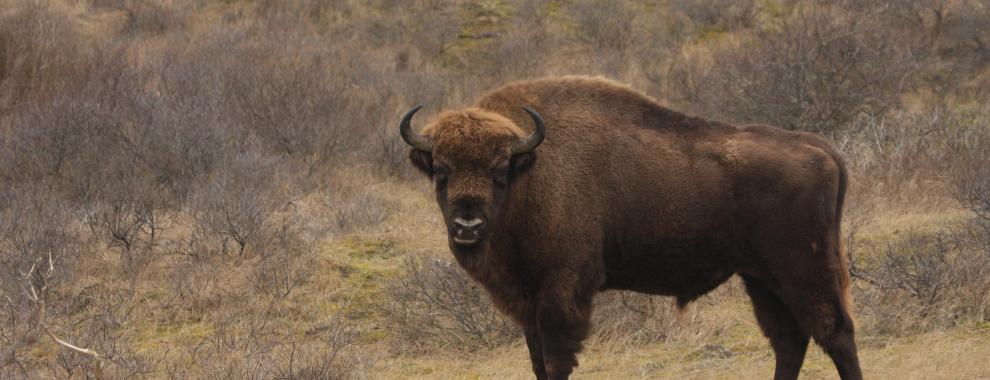 Wisent Kraansvlak. Foto: Leo Linnartz.