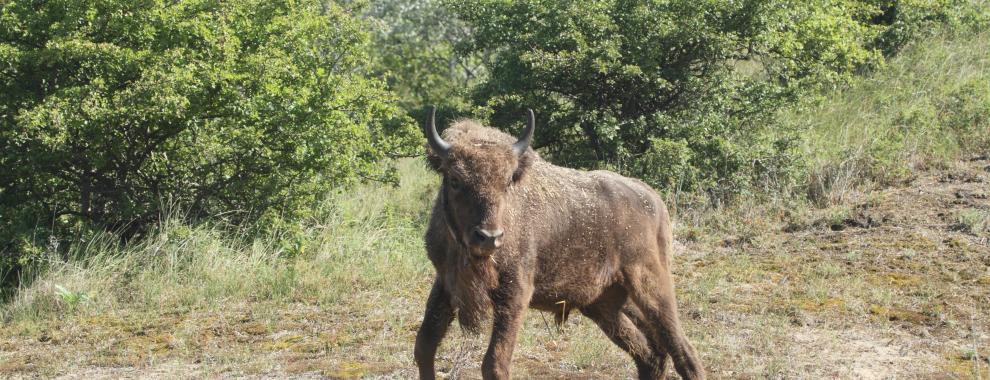Loslaten wisent. Foto: Leo Linnartz