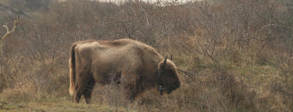 Jonge wisentstier. Foto: Leo Linnartz