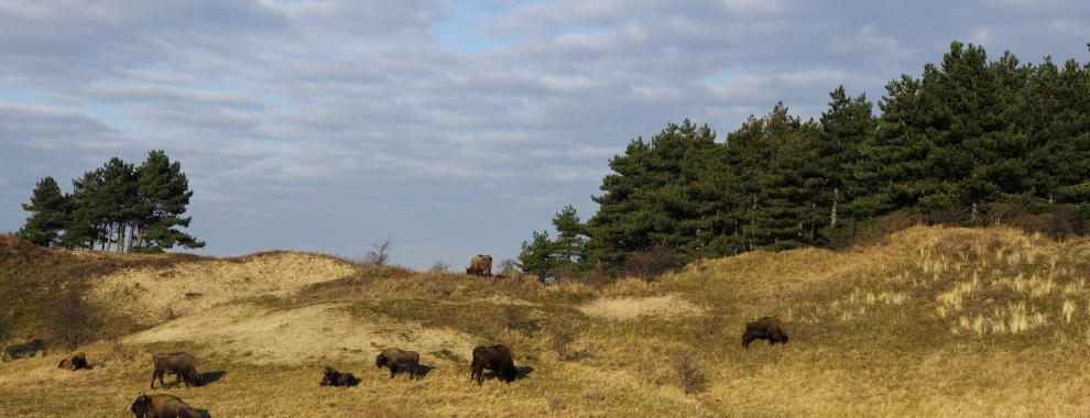 Wisenten tegen duinheuvel. Foto: Ruud Maaskant