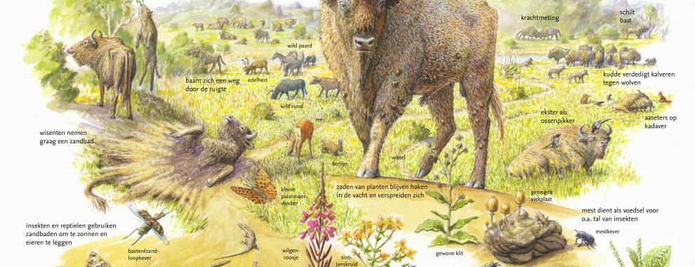 Wisent en zijn sleutelrol in de natuur. Tekening: Jeroen Helmer