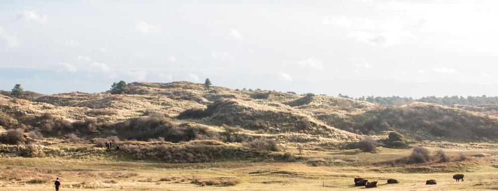 Wisenten in het Kraansvlak. Foto: Dylan Haanappel