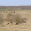 European bison bulls resting in Tsjechie