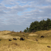 Photo_van Ruud_Maaskant_european_bison_on_the_dunes