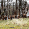 De kleinere oude kudde in Kraansvlak een paar dagen na de export
