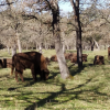 peace_in_the_herd