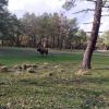the_first_bison_bull_from_kraansvlak_on_spanish_soil_at_the_la_serreta_reserve