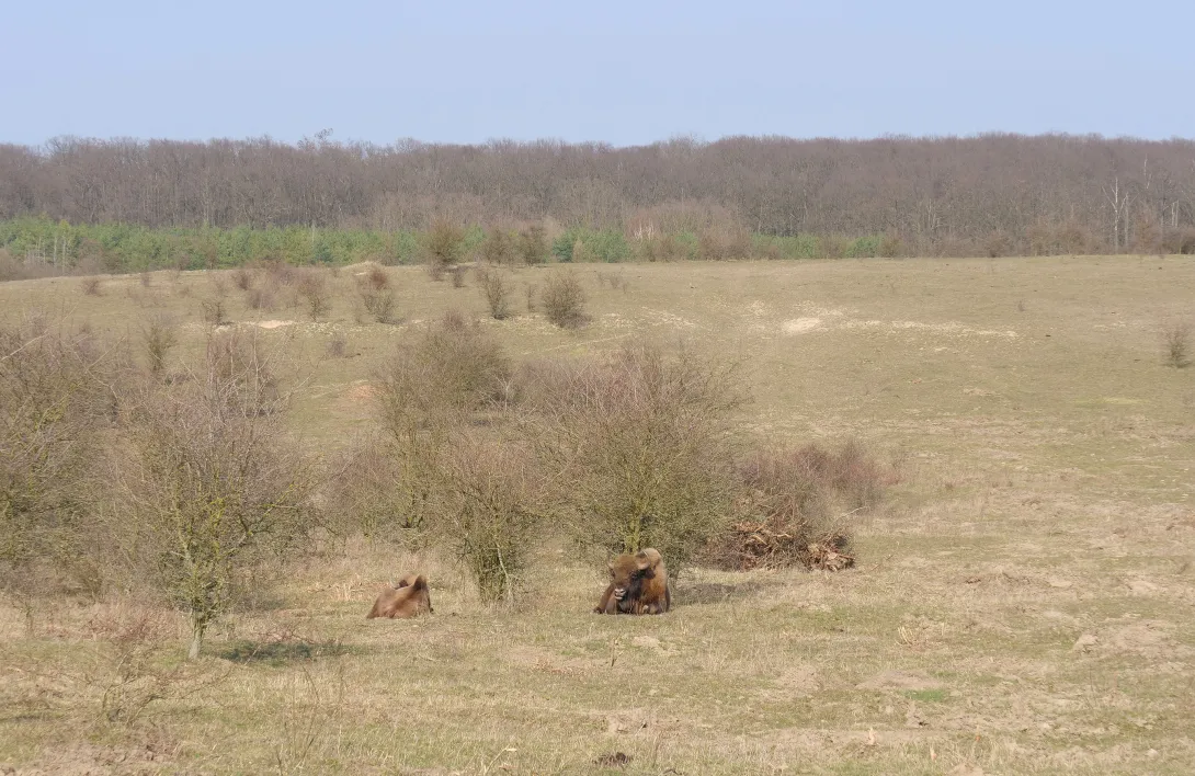 European bison bulls resting in Tsjechie