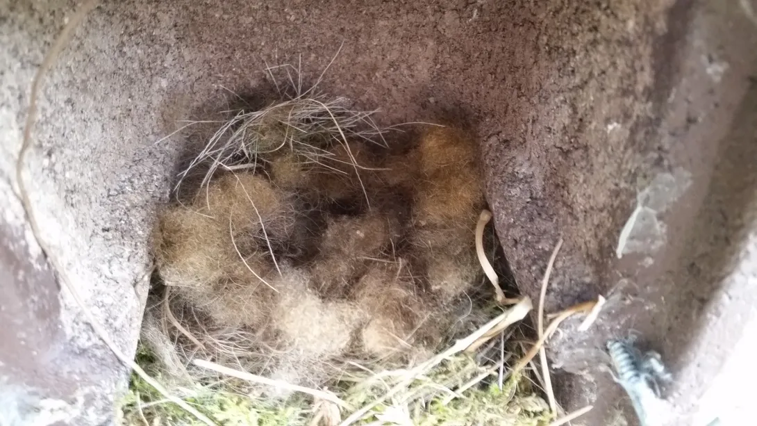 Eieren in een nestkast bedekt met haren van een wisent