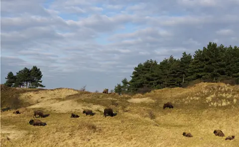 Photo_van Ruud_Maaskant_european_bison_on_the_dunes
