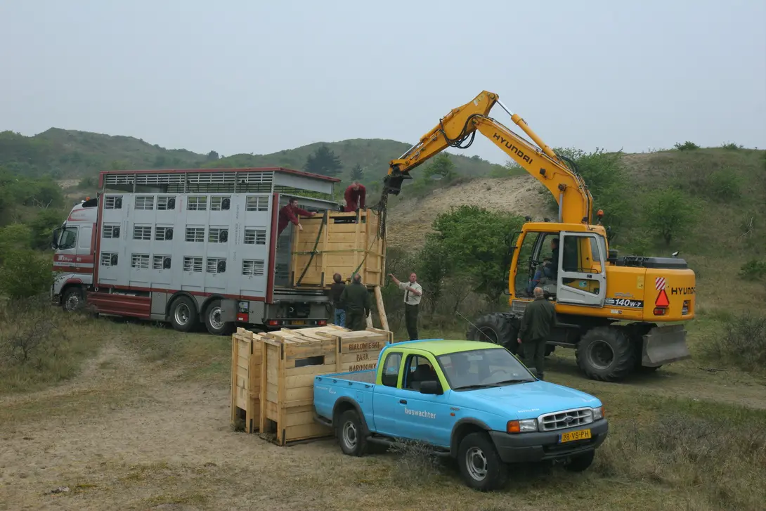 Wisenten arriveren in het Kraansvlak (2007)