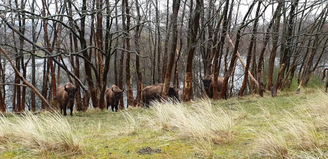 De kleinere oude kudde in Kraansvlak een paar dagen na de export