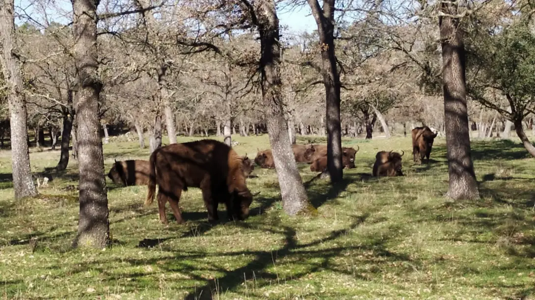 peace_in_the_herd