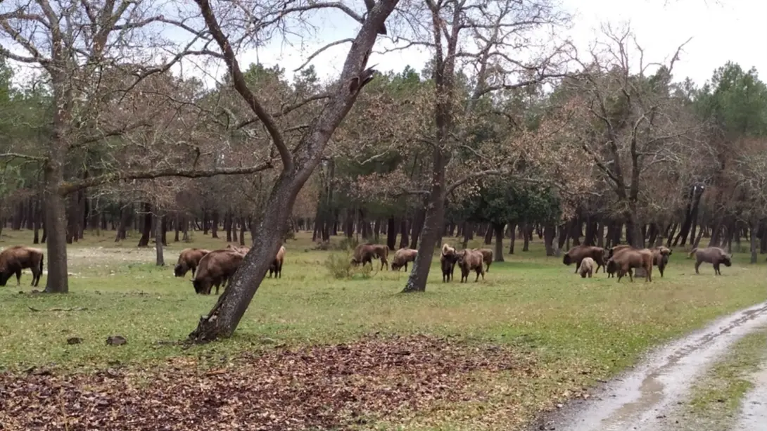 The_bison_from_kraansvlak_are_quickly_accepted_into_the_existing_herd