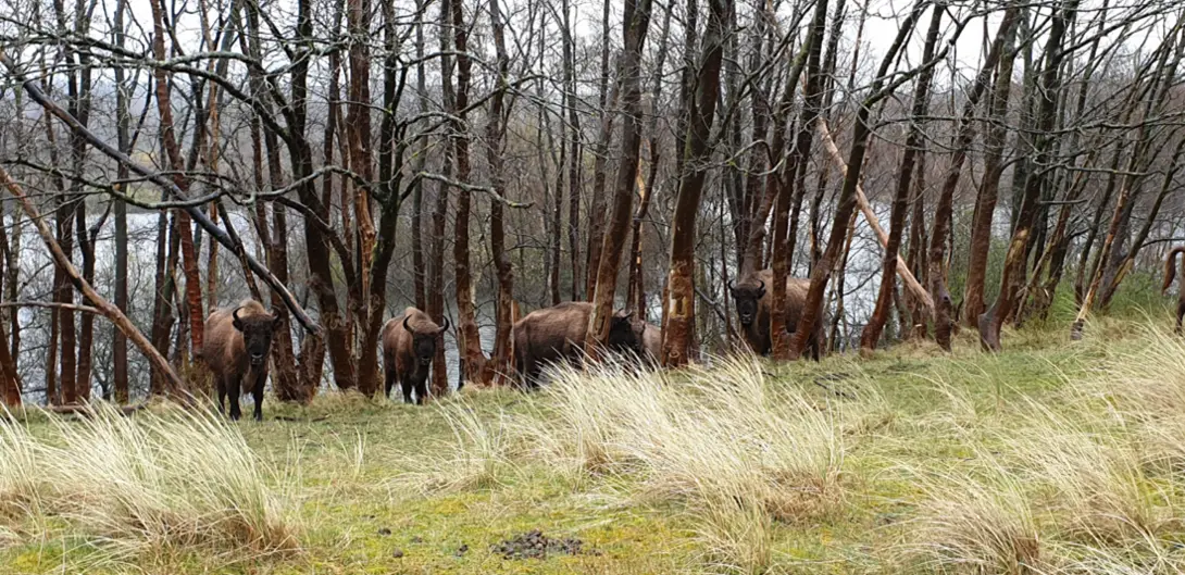 the_smaller_kraansvlak_herd_near_meertje_van_burdet_lake_a_few_days_after_the_bison_were_transported
