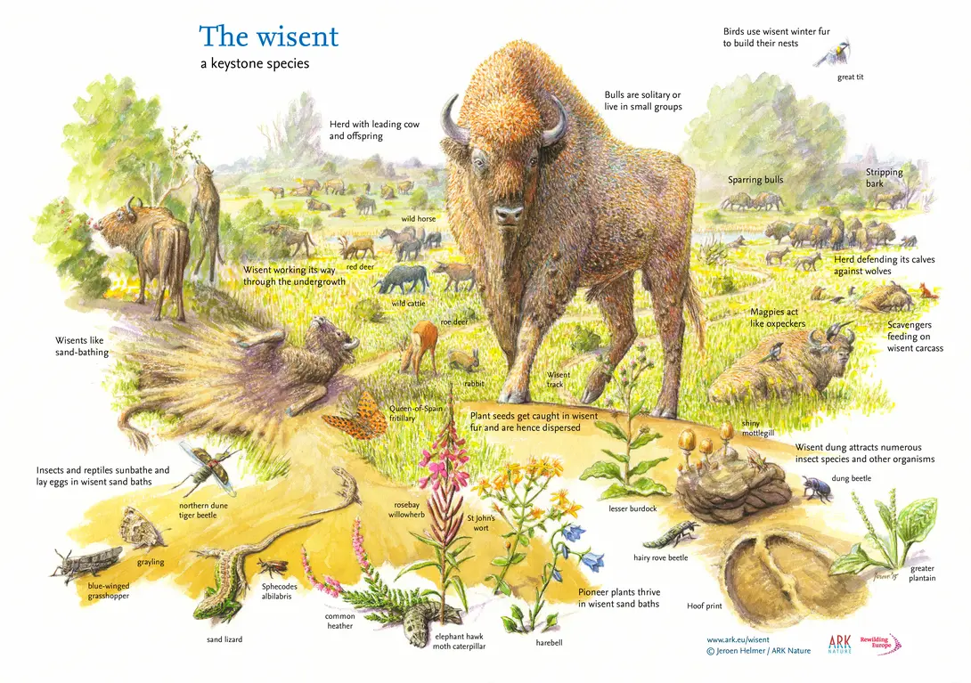 The wisent a keystone species