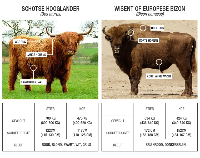 Schotse hooglander versus Wisent 