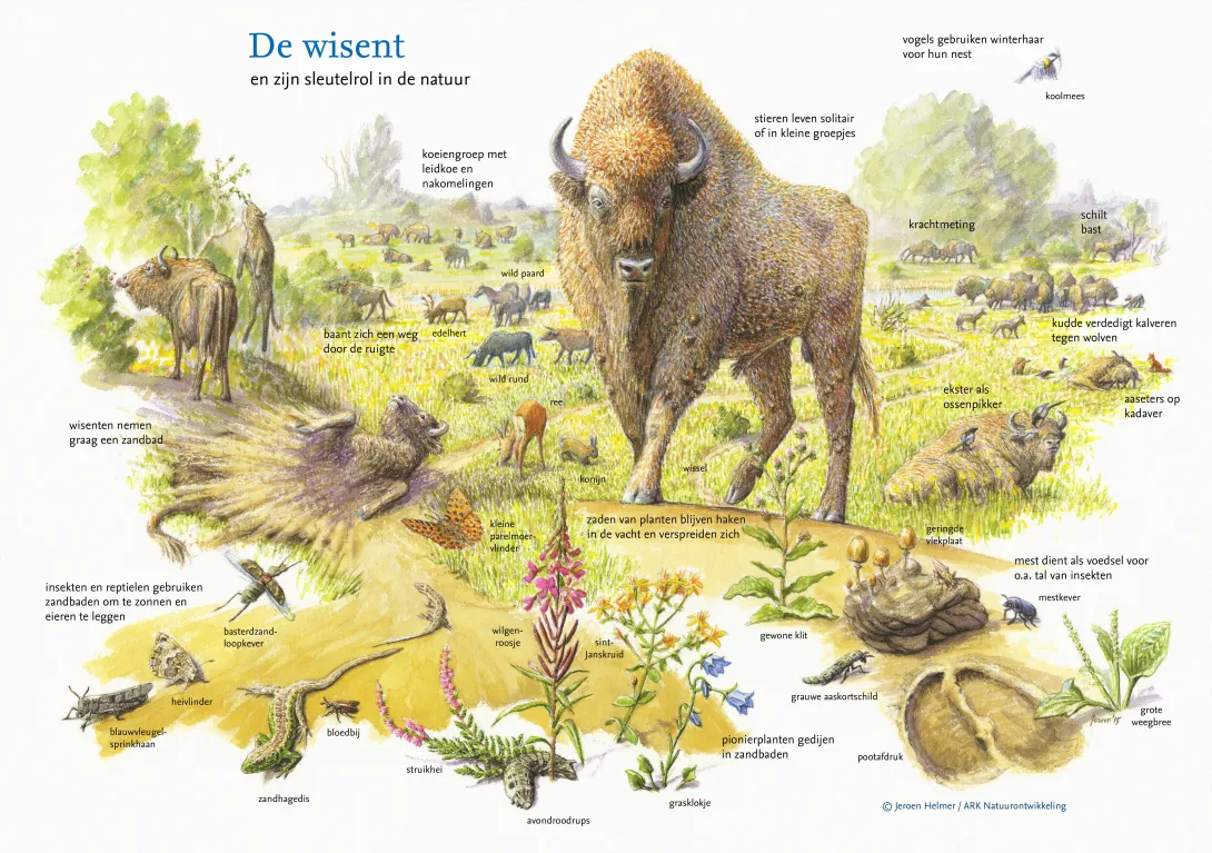 Wisent en zijn sleutelrol in de natuur. Tekening: Jeroen Helmer
